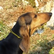 Segugio Italiano e Segugio Maremmano alla scova del Re del Bosco